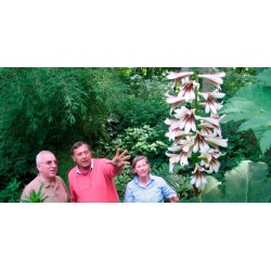 HİMALAYA LİLİIUM HİMALAYA LİLİIUM